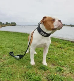 Šuns dresūros pavadėlis su rankena