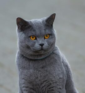 Britų trumpaplaukė katė žiūrinti į tolį