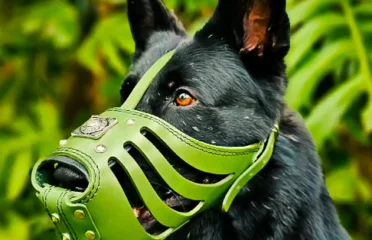 Bėganti Lapė odinis antsnukis šunims