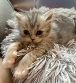 Skotu nulepausiai ir staciaausiai