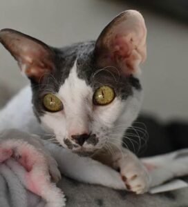 Kornvalio reksas baltai pilkos spalvos katė žiūri į kamerą Bugivugi