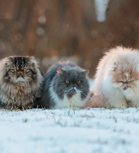 Persų ilgaplaukės katės tupi ant sniego Bugivugi