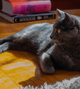 Rusų mėlynoji katė ilsisi saulės spinduliuose Bugivugi