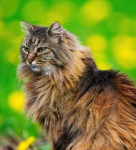 Norvegų miškinė katė sėdi žolėje Bugivugi