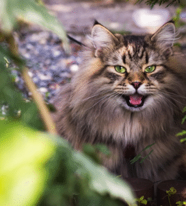 Sibiro katė puriu kailiu ir gintarinėmis akimis Bugivugi