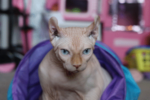 Sfinkso katė rožiniame fone Bugivugi