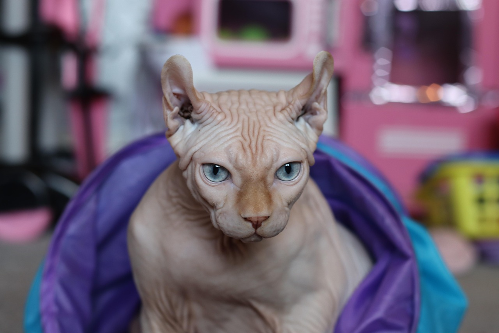 Sfinkso katė rožiniame fone Bugivugi