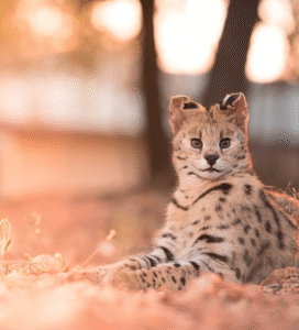 Savanos katė rudame fone Bugivugi