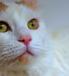 Turkų van katė balta su ruda uodega Bugivugi