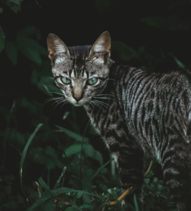 Toyger katė tigrišku kailiu Bugivugi