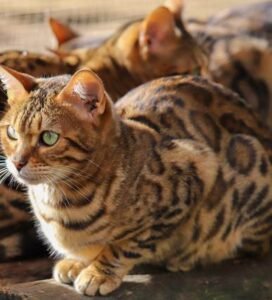 Bengalijos katė rudos spalvos su dėmėtu kailiu Bugivugi