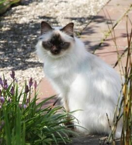 Birmos katė sode tarp augalų bugivugi