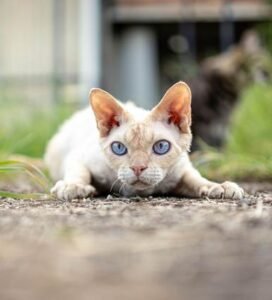 Devon Rex katė lauke žiūri į kamerą Bugivugi