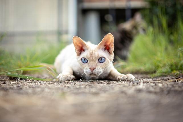 Devon Rex katė lauke žiūri į kamerą Bugivugi