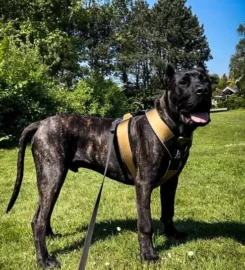 Didelės apkrovos šuns dresūros petnešos