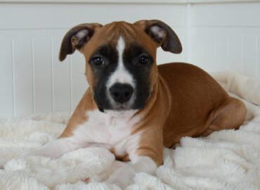 LKD/FCI veislynas Angelo Bučinys