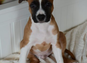 LKD/FCI veislynas Angelo Bučinys