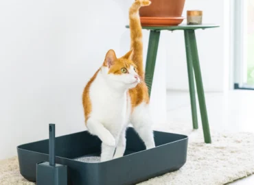 Atviras kačių tualetas | Poh litter box