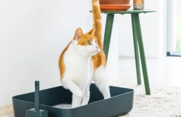 Atviras kačių tualetas | Poh litter box