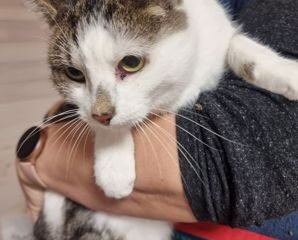 Dovanojama katė Mažeikiuose