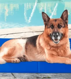 Komfortiškas šaldantis kilimėlis šunims ir katėms