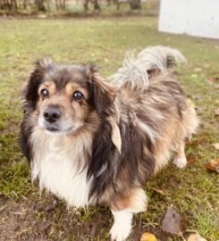 Du mieli šunys ieško namų