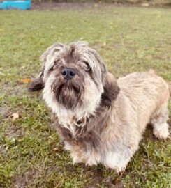 Du mieli šunys ieško namų