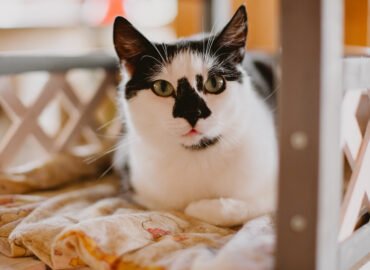 Dovanojama katė Šiauliuose – Edna