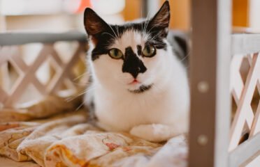 Dovanojama katė Šiauliuose – Edna