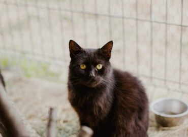 Dovanojamas katinas Šiauliuose – Miško uoga