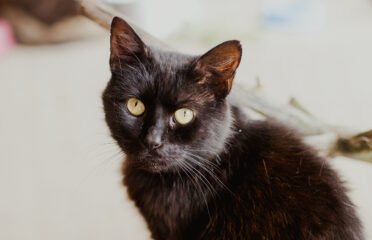 Dovanojamas katinas Šiauliuose – Miško uoga