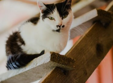 Dovanojama katė Šiauliuose – Marta