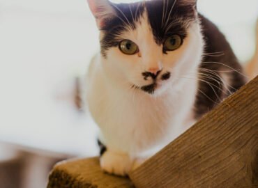 Dovanojama katė Šiauliuose – Marta