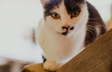 Dovanojama katė Šiauliuose – Marta