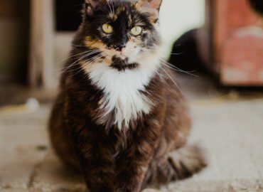 Katė ieško namų Verbūnuose, Šiauliuose raj – Trakutė