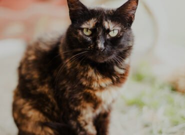 Dovanojama katė Šiauliuose – Ateinė