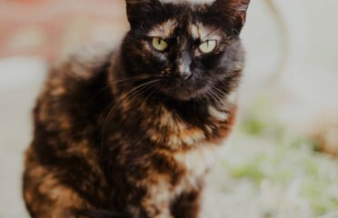 Dovanojama katė Šiauliuose – Ateinė