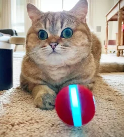 Išmanusis kamuoliukas katėms