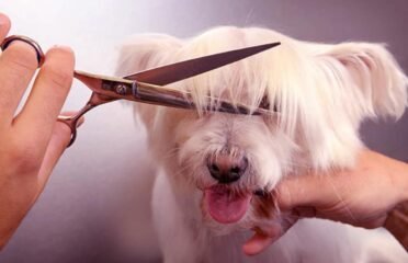 Šunų ir kačių kirpimas Vilniuje Užupyje