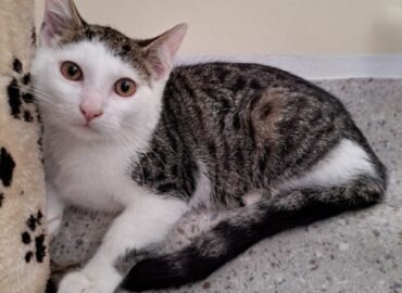 Dovanojama katė Kaune – Grūdas