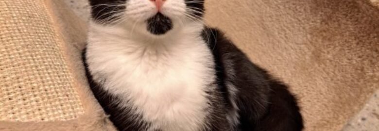 Dovanojama katė Kaune – Bakis