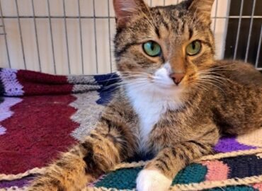 Dovanojama katė Kaune – Liudvikas