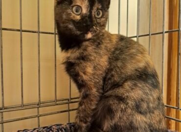 Dovanojama katė Kaune – Musė