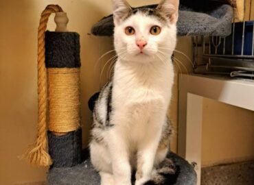 Dovanojama katė Kaune – Grūdas