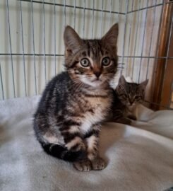 Dovanojama katė Kaune – Plutas ir Šilė