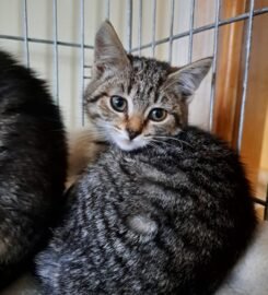 Dovanojama katė Kaune – Plutas ir Šilė