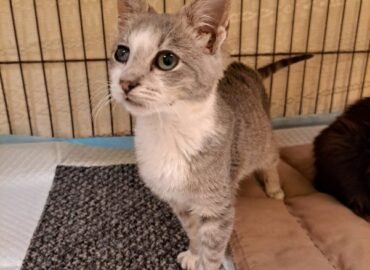 Dovanojama katė Kaune – Saša