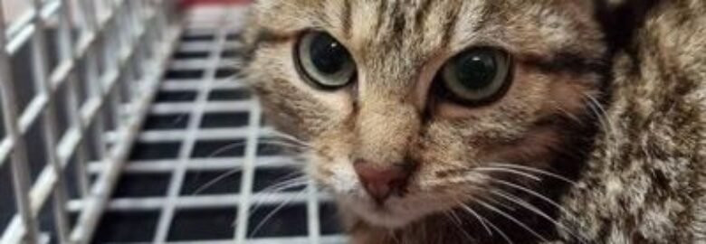 Dovanojama katė Mažeikiuose