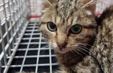 Dovanojama katė Mažeikiuose