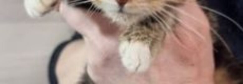 Dovanojama katė Mažeikiuose